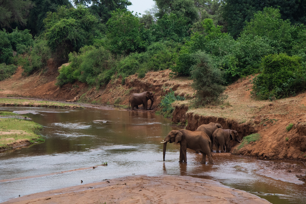 Elephants drinking from a river