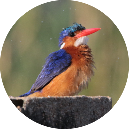 Bird Kingfisher Nature